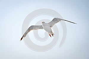 Seagull flying in the sky