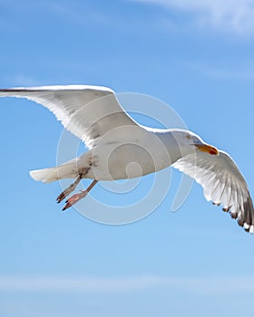 Seagull flying in the sky photo