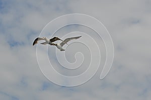 Seagull flying in the Sky