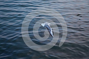 Seagull flying in the sky . seagulls are flying against the beach . A seagull going in for a landing in tumwater Water