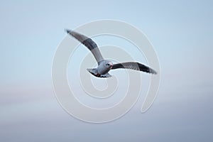 Seagull flying in the sky . seagulls are flying against the beach . A seagull going in for a landing in tumwater Water