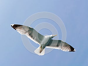 Seagull flying in the sky