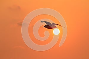 Seagull flying in the sky with sunset