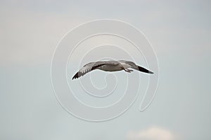 Seagull flying in the sky during sunset Science name is Charadriiformes Laridae . Selective focus and shallow depth of field.