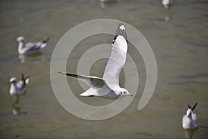 Seagull flying