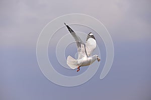 Seagull flying