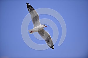 seagull flying