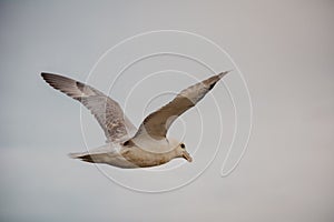 Seagull flying in sky with wings wide open on overcast cloudy summer day in Iceland, copy space, vintage feel.