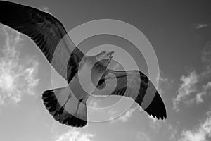 Seagull flying with its wings open