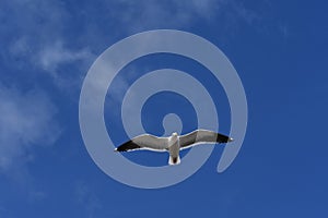 Seagull flying solo against the blue sky