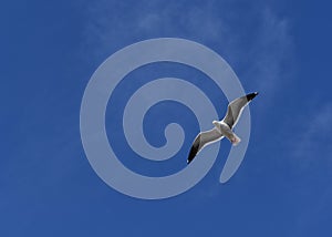 Seagull flying solo against the blue sky