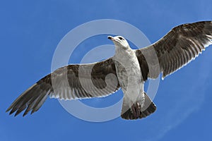 Seagull flying solo against the blue sky