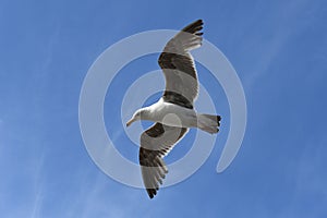 Seagull flying solo against the blue sky