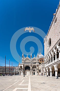Seagull flying at St Mark Square, Venice, Italy. copyspace