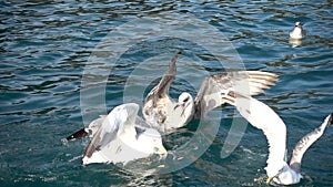 Seagull flying straight towards camera in slow motion