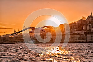 Seagull flying at sunset