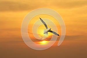 Seagull flying in the sunset above the sea