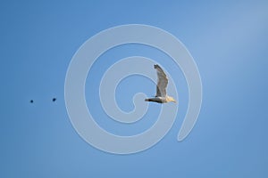 Seagull flying in the sunset light