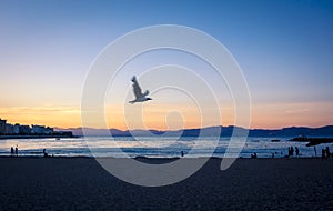 Seagull flying at sunset in quiet beach of l`Escala, Costa Brava. photo