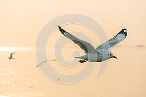 Seagull flying at sunset sky, silhouette. Sun between clouds a s
