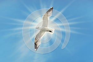 Seagull flying under dramatic blue skies