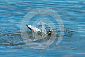 A seagull flying under the sea