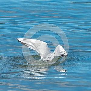 A seagull flying under the sea