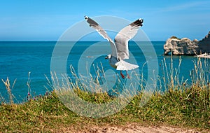 Seagull Flying Up