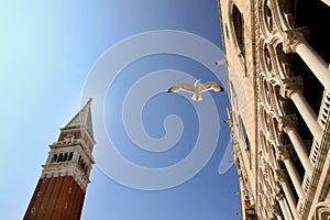 Seagull flying in Venice