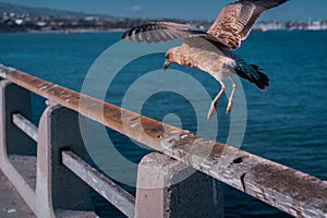 Seagull flying from  a weathered wooden railing overlooking the ocean, Long Beach, California