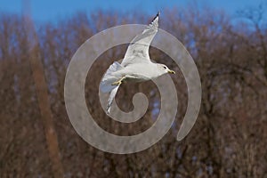 Seagull Flying With Wings Spread And With Eyes Locked