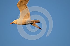 Seagull flying wingspan in blue sky, close-up.