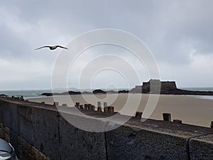 Seagull flysheet over a wall at the beach of Sain-Malo, France