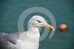 Seagull, Folkestone