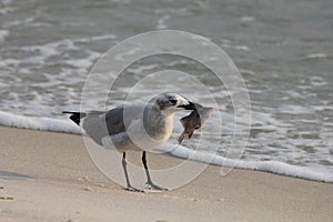 Seagull with food panama city beach florida gulf of Mexico