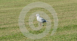 Seagull on the food search in the watt at the North Sea