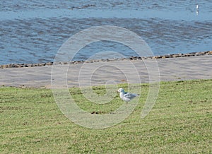 Seagull on the food search in the watt at the North Sea