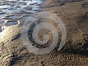 Seagull Footprints in Mud on Bottom of Receded River. photo