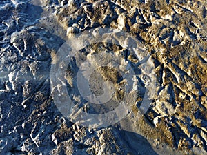 Seagull Footprints in Mud on Bottom of Receded River. photo