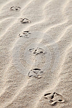 Seagull footprints in the sand