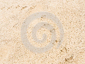 Seagull footprints sand