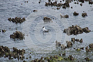 A seagull is foraging between Japanese Oysters in the easter Scheldt