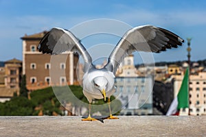 Seagull in the foreground, in the background the flag of Italy and the center of Rome