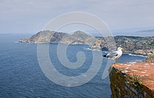 Seagull with the coast in the background surrounded by sea
