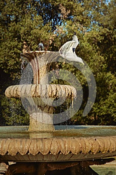 Seagull on the fountain. Fountain of the Seahorses.