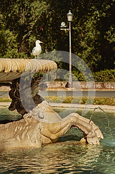 Seagull on the fountain. Fountain of the Seahorses.