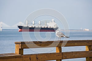 Seagull with Freighter in Background