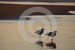 Seagull Friends at Low Tide