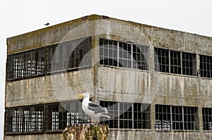 A seagull in front of Alcatraz Island Prison in San Francisco Bay