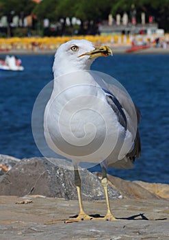 A seagull in front of the beach of San Bartolomeo al Mare.. Imperia-Italy